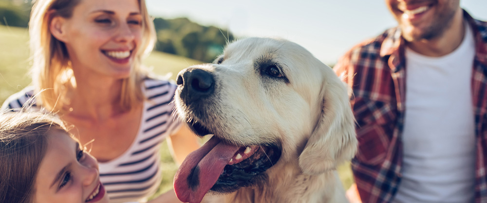 Las mascotas son nuestros mejores amigos.